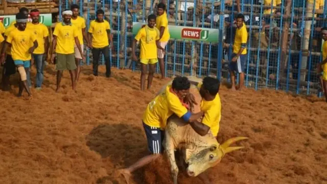 ஜல்லிக்கட்டு