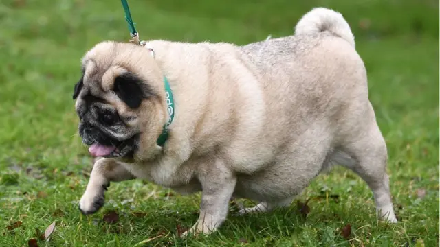 Pug s weight up to toddler size after no walks