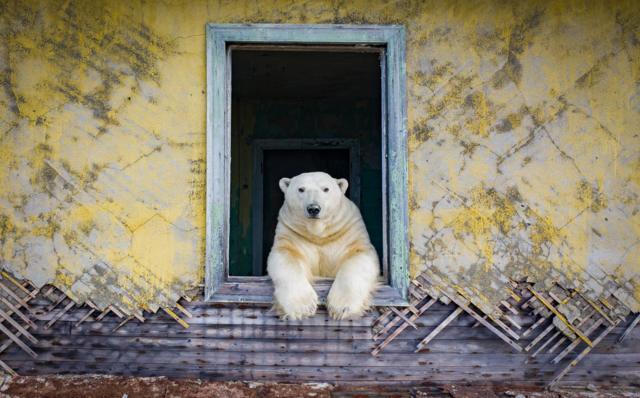 Urso polar inclinado para fora da janela