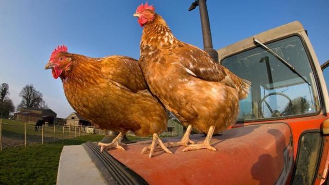 鸡具有非常复杂的社交生活。 (图片来源: Ernie Janes/naturepl.com)