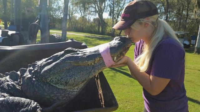 Christy Kroboth kissing a captured alligator