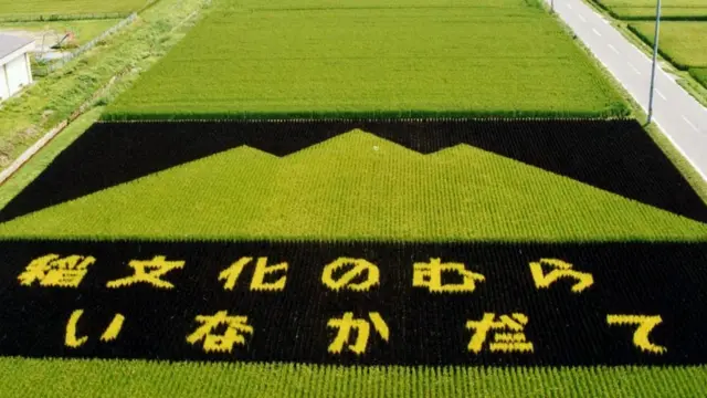 Перший малюнок на рисовому полі