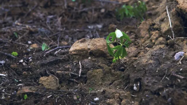 Parmi les ordures et de la terre retournée par les tracteurs, une fleur blanche comme symbole de la pureté - une métaphore de la renaissance de la nature.