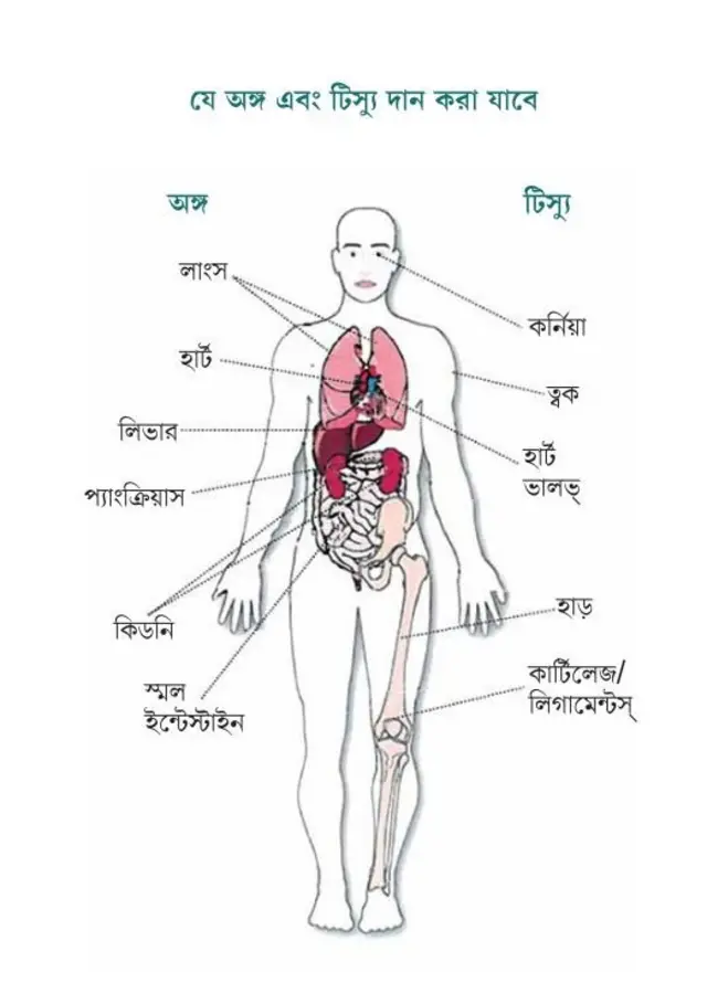 যে অঙ্গ ও টিস্যু দান করা যাবে