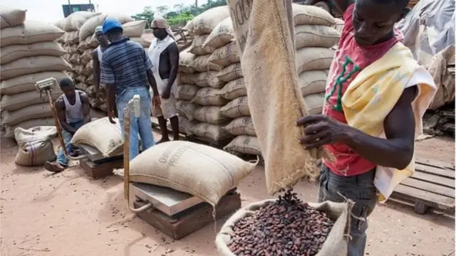 La culture du cacao est l'un des facteurs de la déforestation au Ghana et en Côte d'Ivoire.