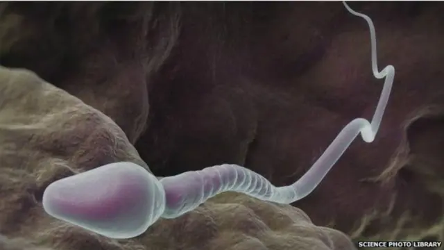 शुक्राणु