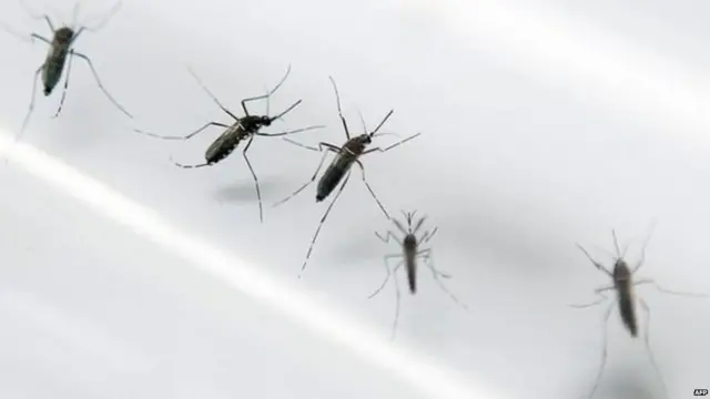 DENGUE
