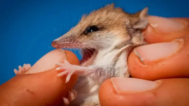 Крихітний дунарт зміг допомогти вченим заповнити прогалини в ДНК вимерлого тилацина