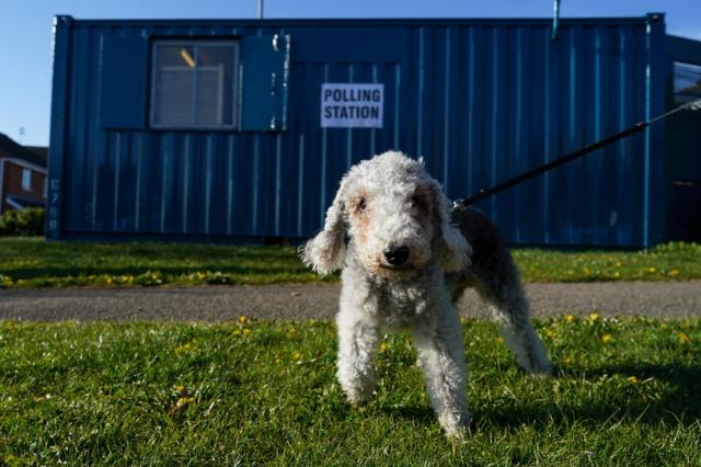 A dog stands in front of a polling station in Hartlepool