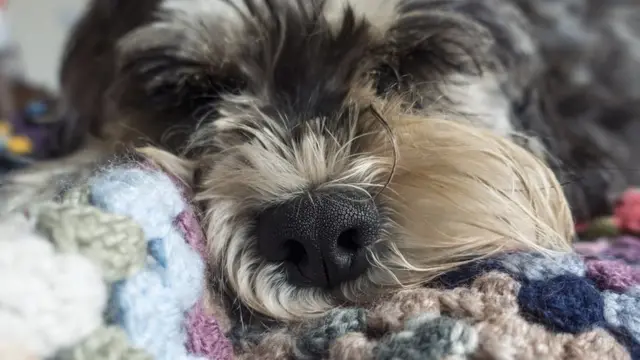 собака, алергія