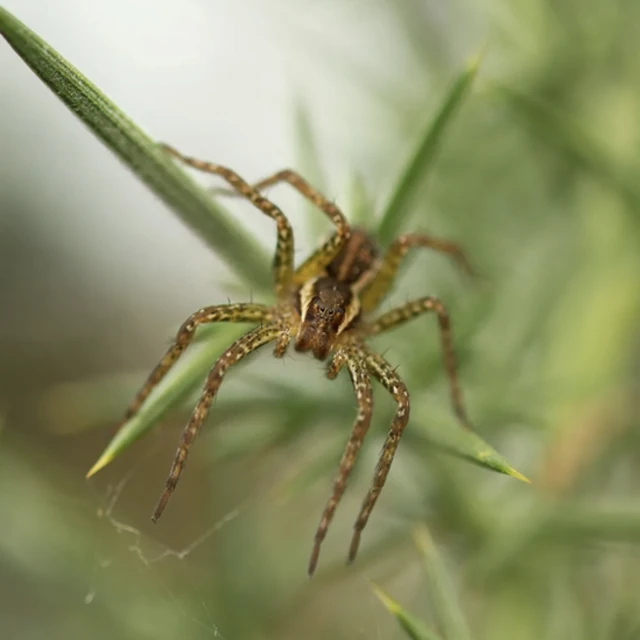 Une araignée de radeau, le plus grand arachnide d'Irlande, trouve un nouveau foyer au milieu de marais restaurés