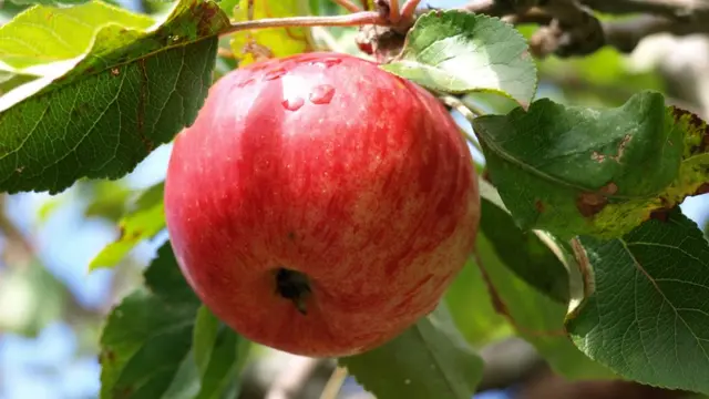 Яблоко на ветке