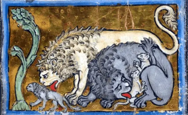 Leones reviviendo a sus crías.