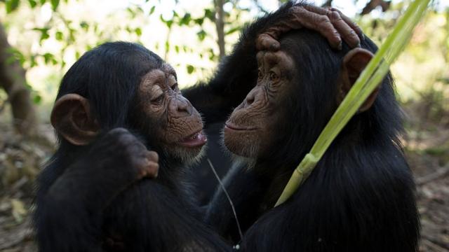 Dos chimpancés