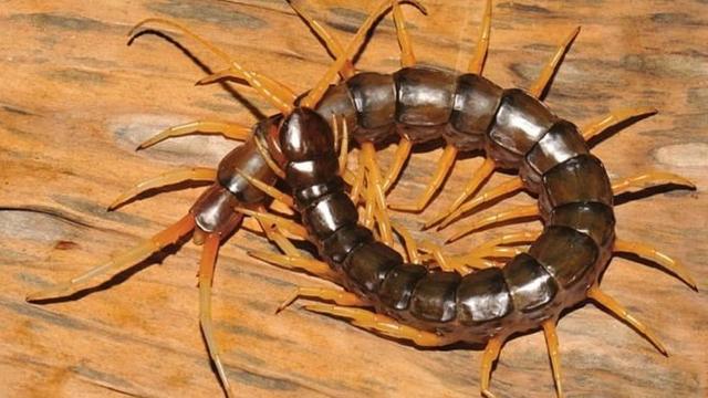 Гигантская сколопендра (Scolopendra gigantea)