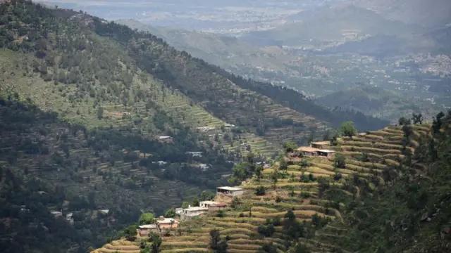 خیبر پختونخوا، جنگلات