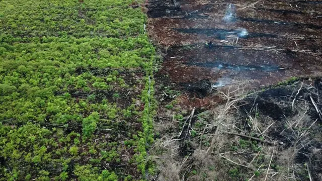 पाम ऑयल उत्पादन को बढ़ाने के लिए जंगल जलाकर खाली की जाती ज़मीन