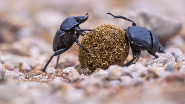 Escaravelho, um tipo de besouro