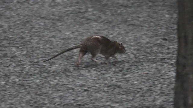 Tikus