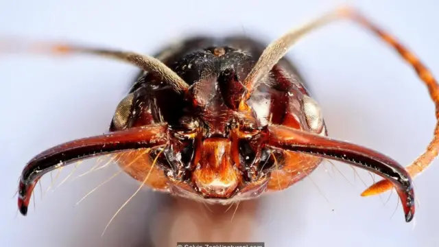 Tələçənə qarışqası (Odontomachus sp.)