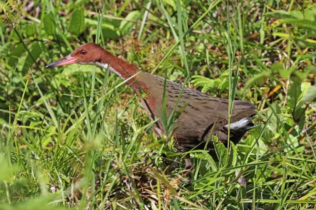 пастушок белогорлый