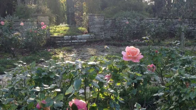 เวน คอร์ต