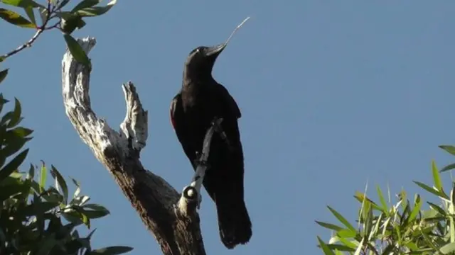 Corvo da Nova Caledôniajogo do avião blazeárvore