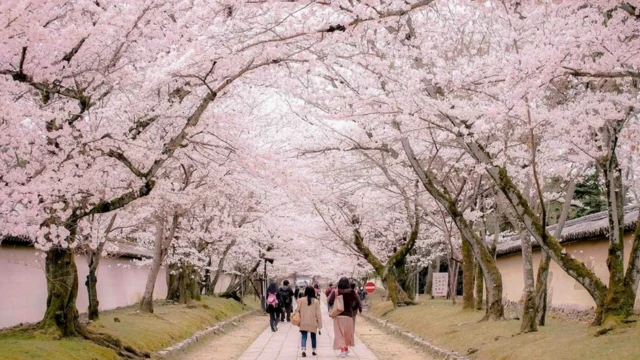 ต้นซากุระที่วัดไดโกะจิของเมืองเกียวโต ผลิดอกบานเต็มที่ตั้งแต่วันที่ 25 มี.ค. ที่ผ่านมา