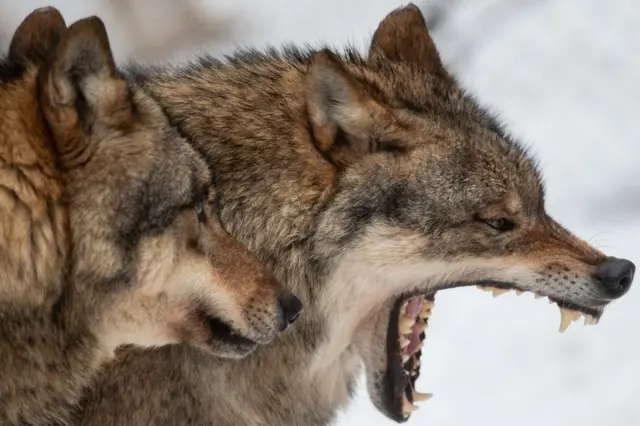 Two wolves pictured outside