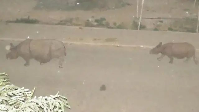 सडकमा गैँडा