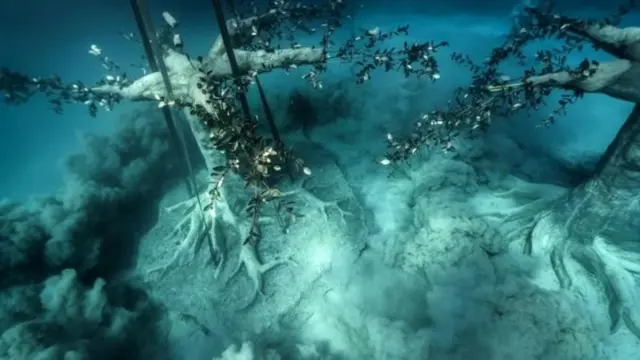 تصاویر شگفت‌انگیز جنگل زیر آب