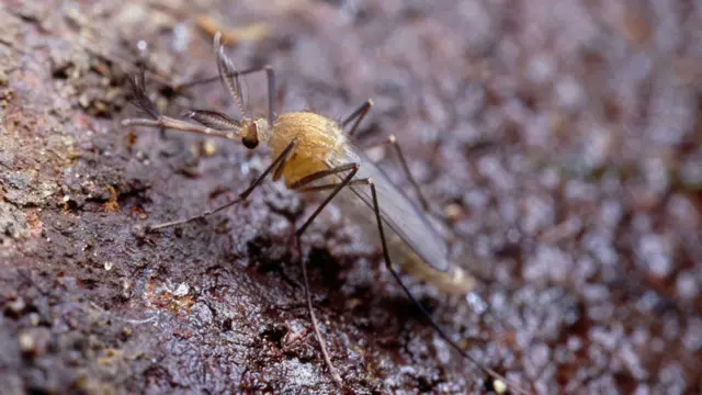 Mosquito do metrôgratis pokerLondres