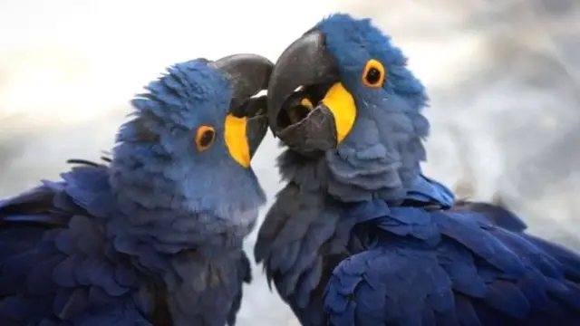 तोते 100 शब्द सीख और बोल सकते हैं