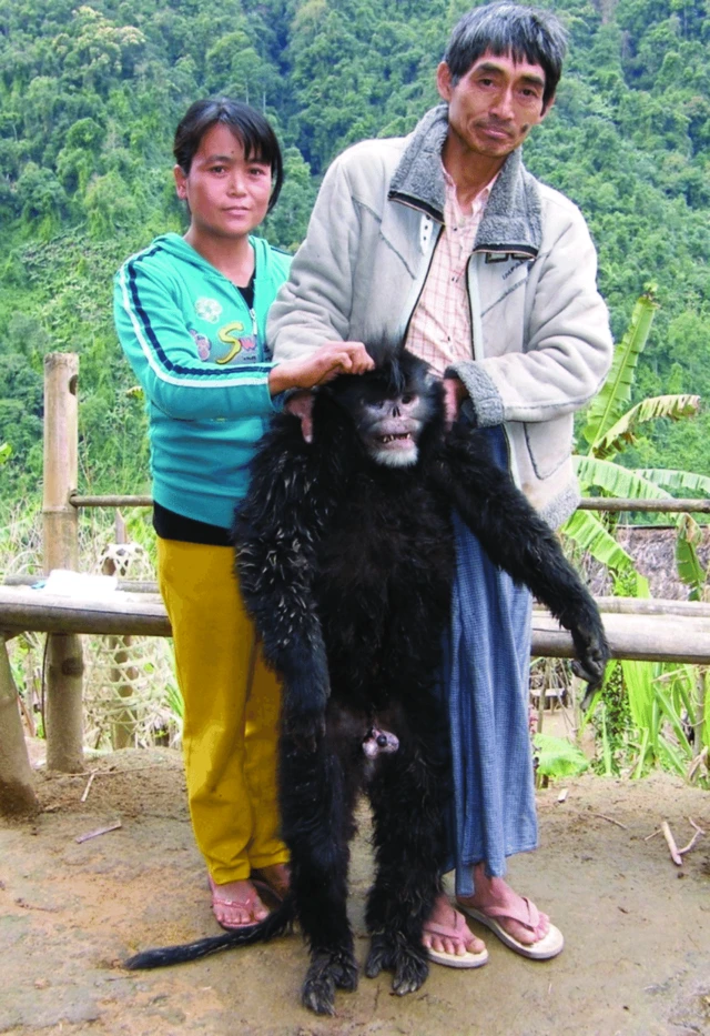 သံညှပ်ထောင်ချောက်မှာ မိထားတဲ့ နှာခေါင်းလန်မျောက်