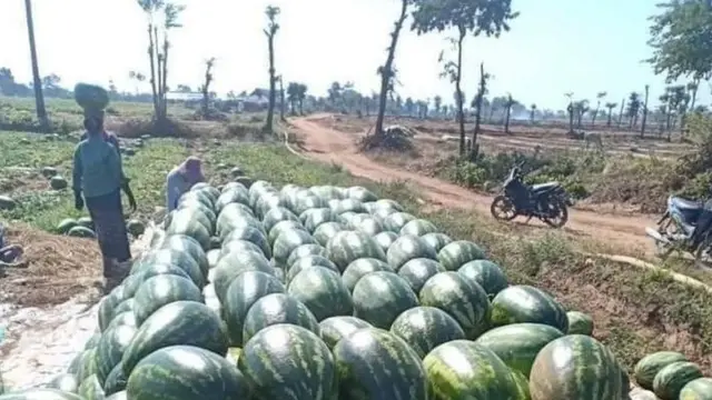 တရုတ်ကို တင်ပို့တဲ့ ဖရဲသီးများ