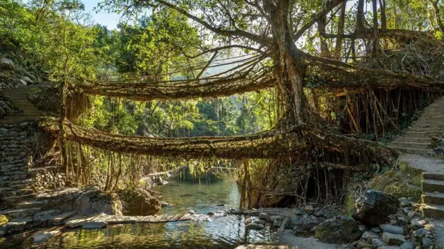 మేఘాలయ 'సజీవ వేరు వంతెనలు' ప్రకృతి సహజంగా అంటుకట్టుకుని ఏర్పడ్డాయి