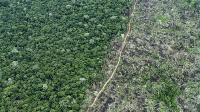 Imagem aérea mostrasorte sua apostauma metade áreasortesorte sua apostaapostafloresta, e na outra, área plantada na reserva Piripkura