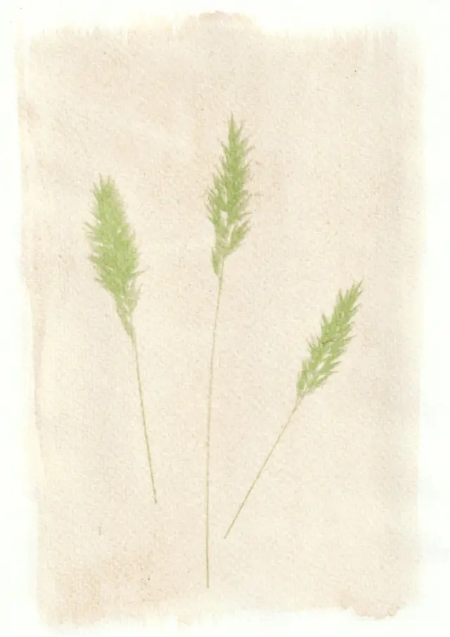An anthotype print of three green pieces of wheat