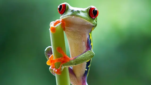 Rã protege ovos na Costa Rica