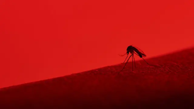 Foto com coloração avermelhada mostra mosquito sobre pele humana