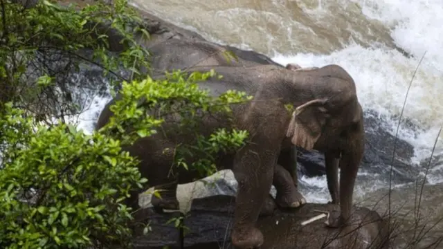 ช้างป่า