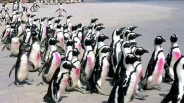 سرب من طيور البطريق