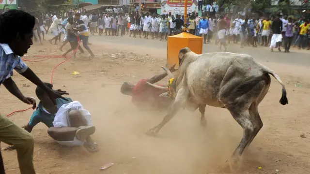 பொங்கல் விழாவின்போது ஜல்லிக்கட்டு விளையாட்டு நடத்துவது வழக்கமாக இருந்து வந்தது.