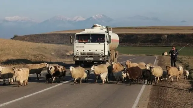 Qoyunlar - qayda pozanlar