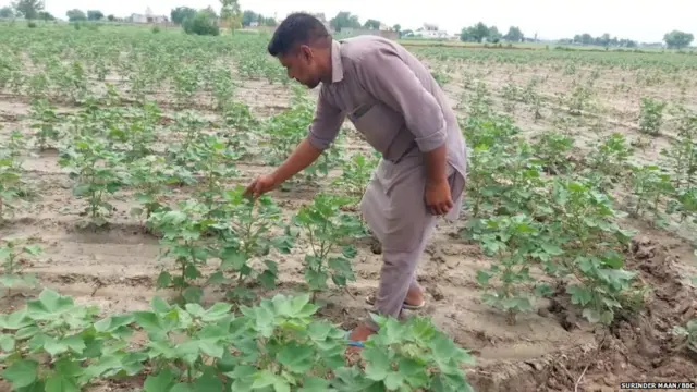 ਨਰਮਾ ਪੱਟੀ