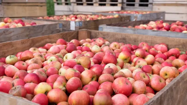 Ящики с яблоками