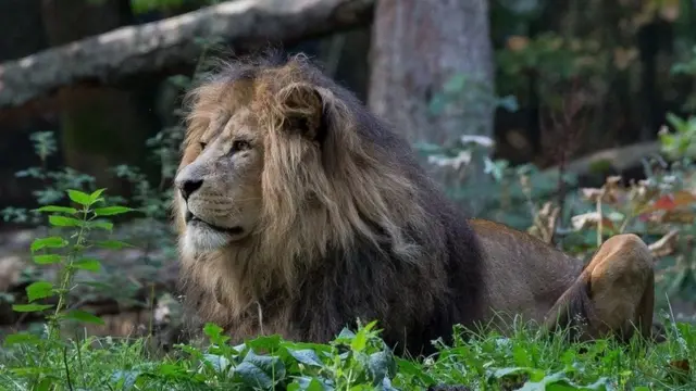 థార్ సింహం