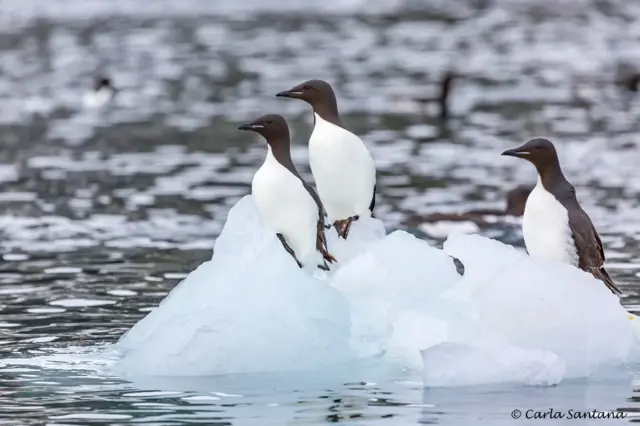 Aves en el polo norte