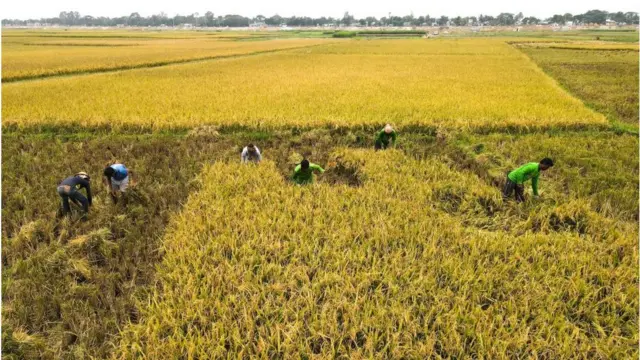 আগে ধানের খর জমিতে পঁচতে দেয়া হলেও এখনো সেই সুযোগ দেয় না কৃষকরা। শুরু হয় নতুন ফসল বোনা।