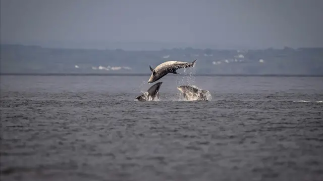 Dolphins diving in the Irish Sea, captured from Rathlin's coast